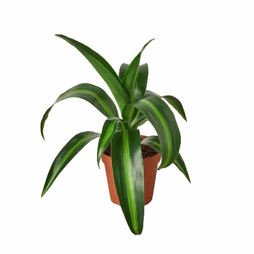 Plants | Dracaena ‘Massangeana’ – 4″ Pot Plants Plants