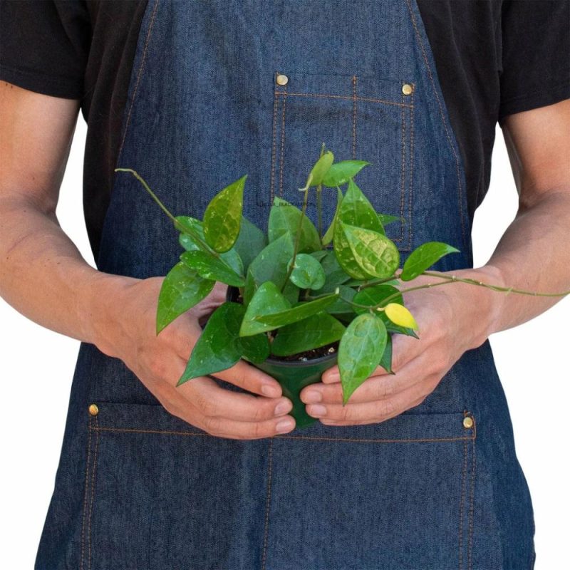 Plants | Hoya ‘Black Margin’ Plants Plants