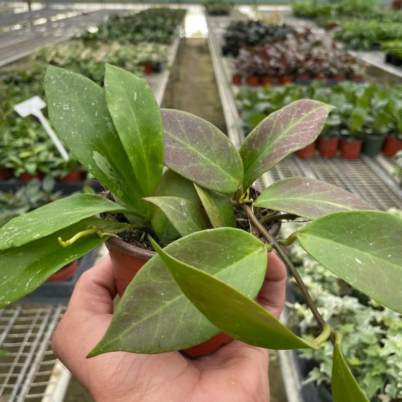 Plants | Hoya ‘sunrise’ Plants Plants