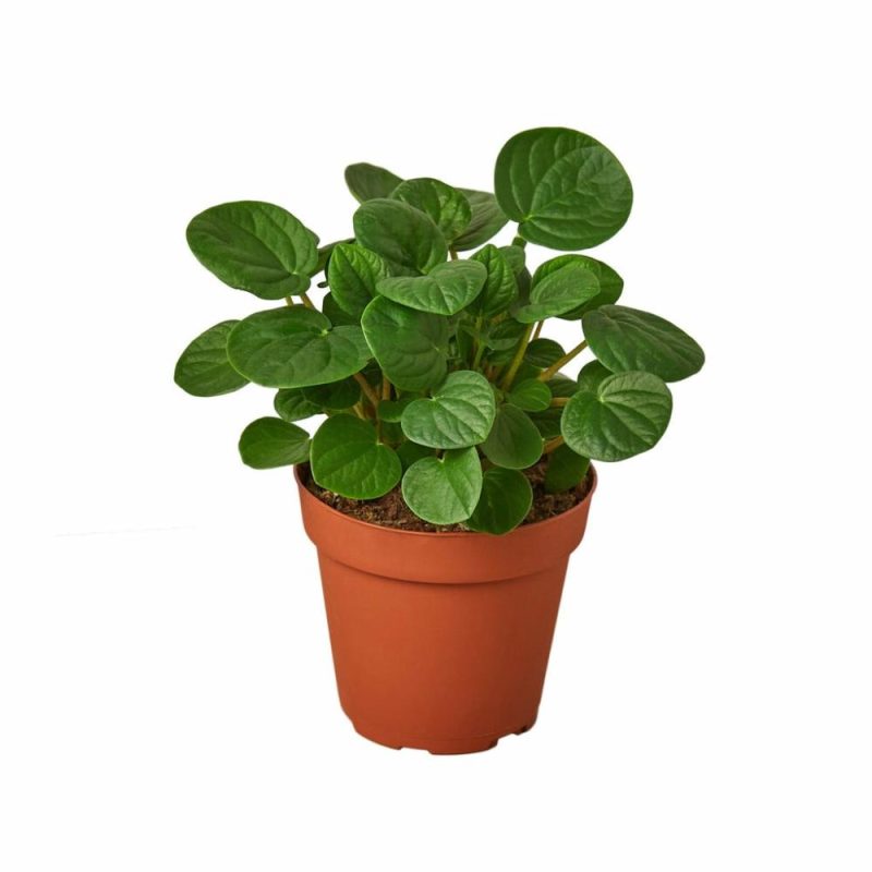 Plants | Peperomia ‘Rana Verde’ Plants Plants