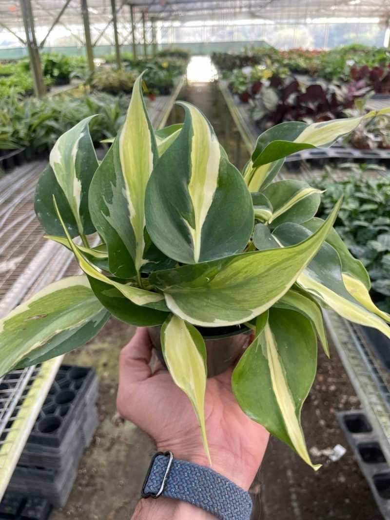 Plants | Philodendron ‘silver Stripe’ Plants Plants