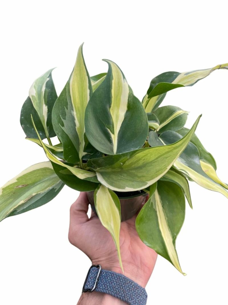 Plants | Philodendron ‘silver Stripe’ Plants Plants