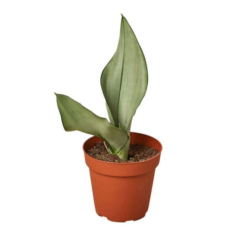 Plants | Snake Plant Moonshine Plants Plants