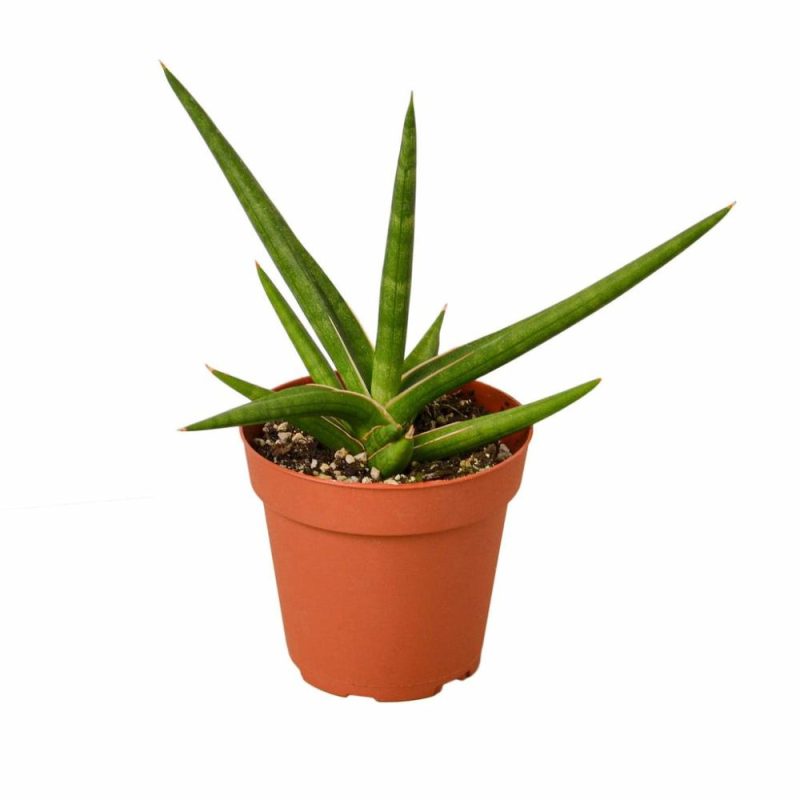 Plants | Snake ‘stuckii’ – 4″ Pot Plants Plants