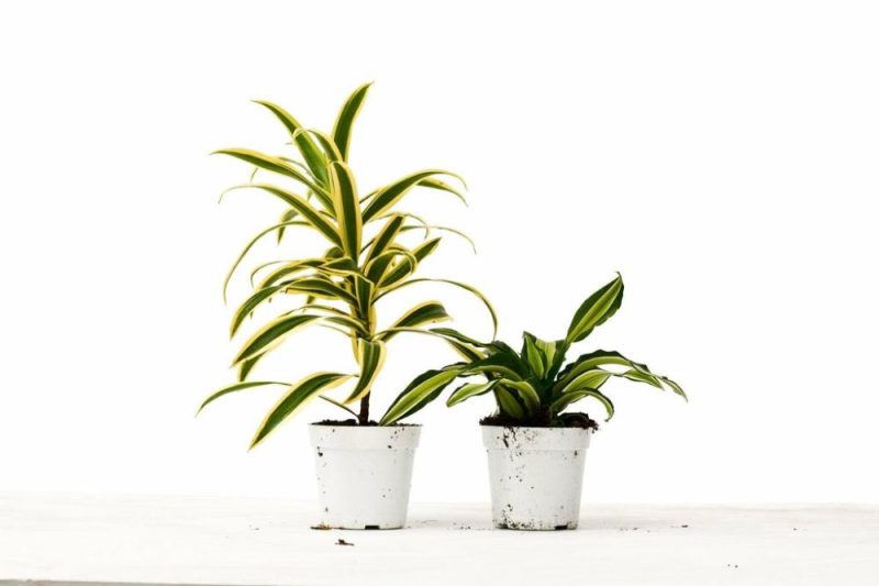 Plants | 2 Dracaena Variety Pack – 4″ Pot Plants Plants