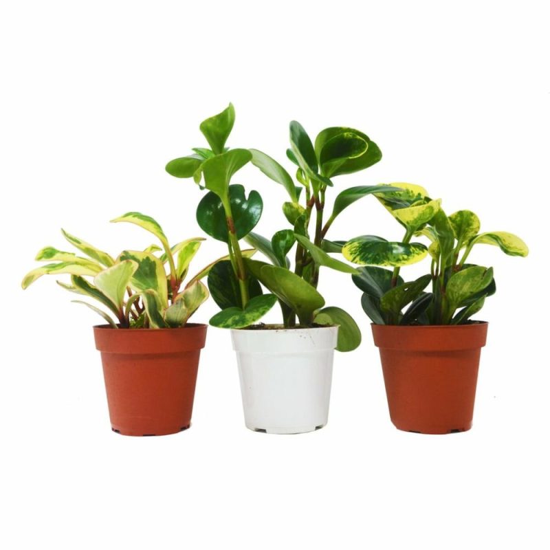 Plants | 3 Different Peperomia Plants In 4″ Pots – Baby Rubber Plants Plants Plants