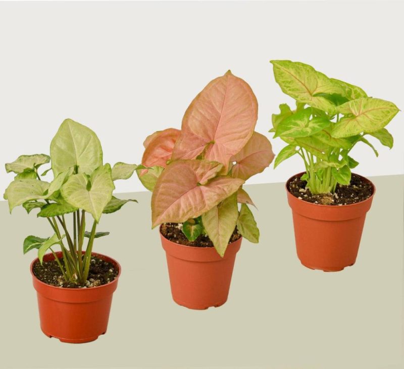 Plants | 3 Different Syngonium Plants – Arrowhead Plants / 4″ Pot / Live Plant Plants Plants