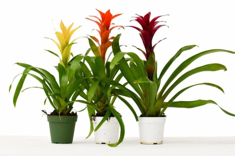 Plants | 3 Guzmania Bromeliads – Live Plants – 1Ft Tall – Free Care Guide – 4″ Pots Plants Plants