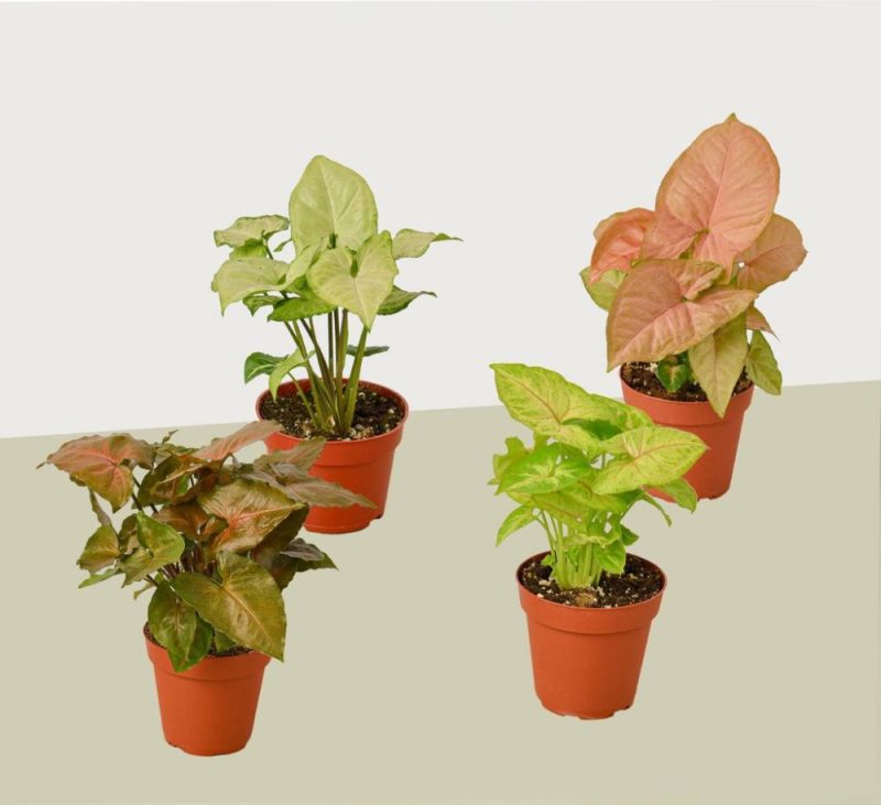 Plants | 4 Different Syngonium Plants – Arrowhead Plants / 4″ Pot / Live Plant Plants Plants