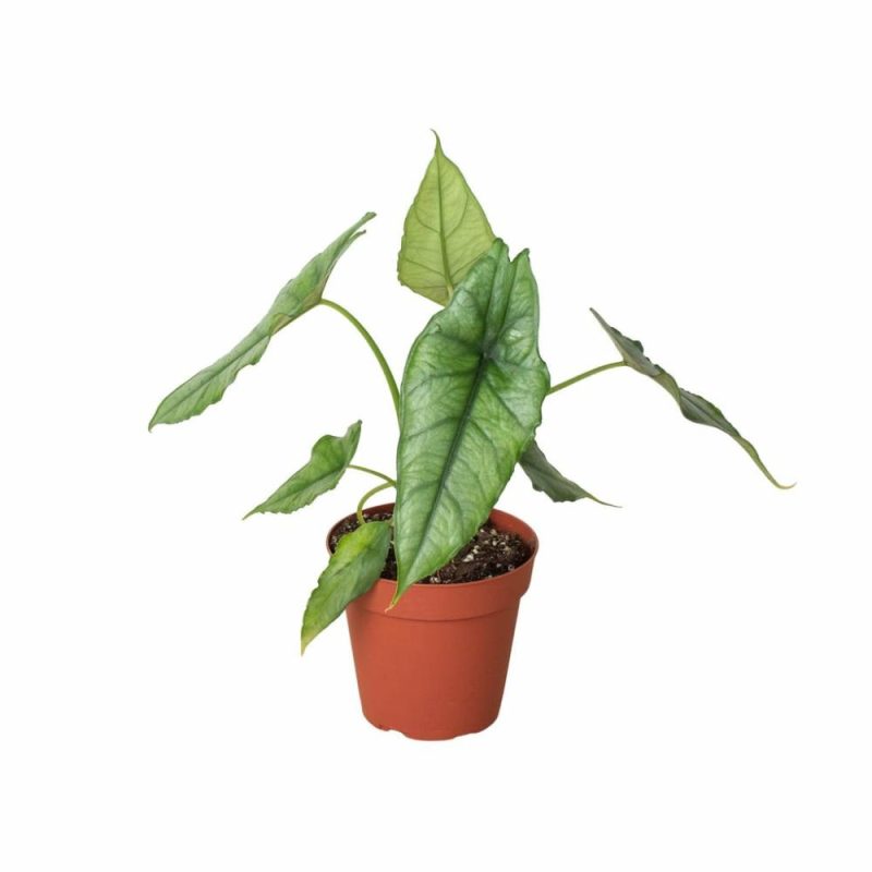 Plants | Alocasia ‘Dragons Breath’ Plants Plants