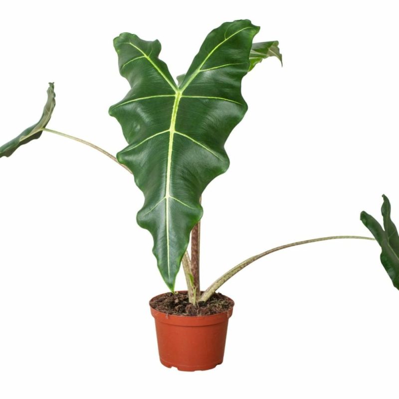 Plants | Alocasia ‘sarian’ Plants Plants