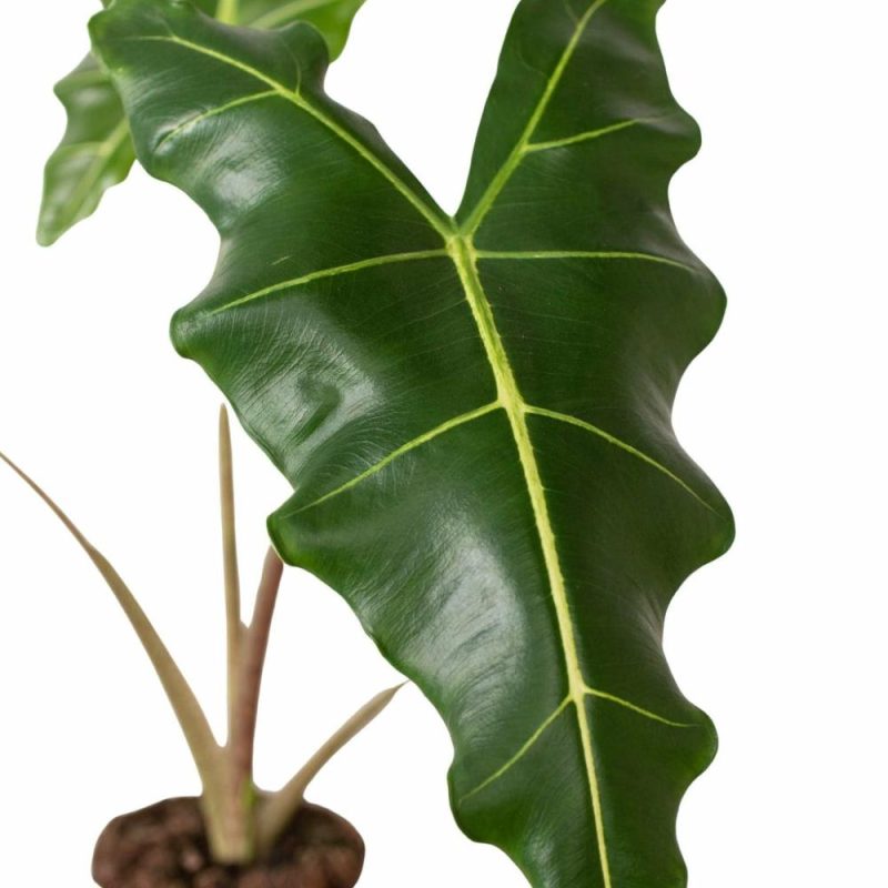 Plants | Alocasia ‘sarian’ Plants Plants