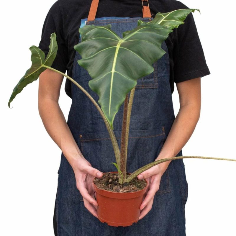 Plants | Alocasia ‘sarian’ Plants Plants