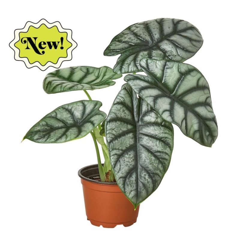 Plants | Alocasia Silver Dragon Plants Plants