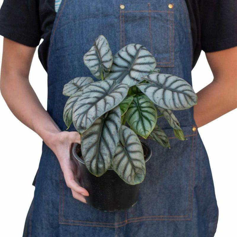 Plants | Alocasia Silver Dragon Plants Plants