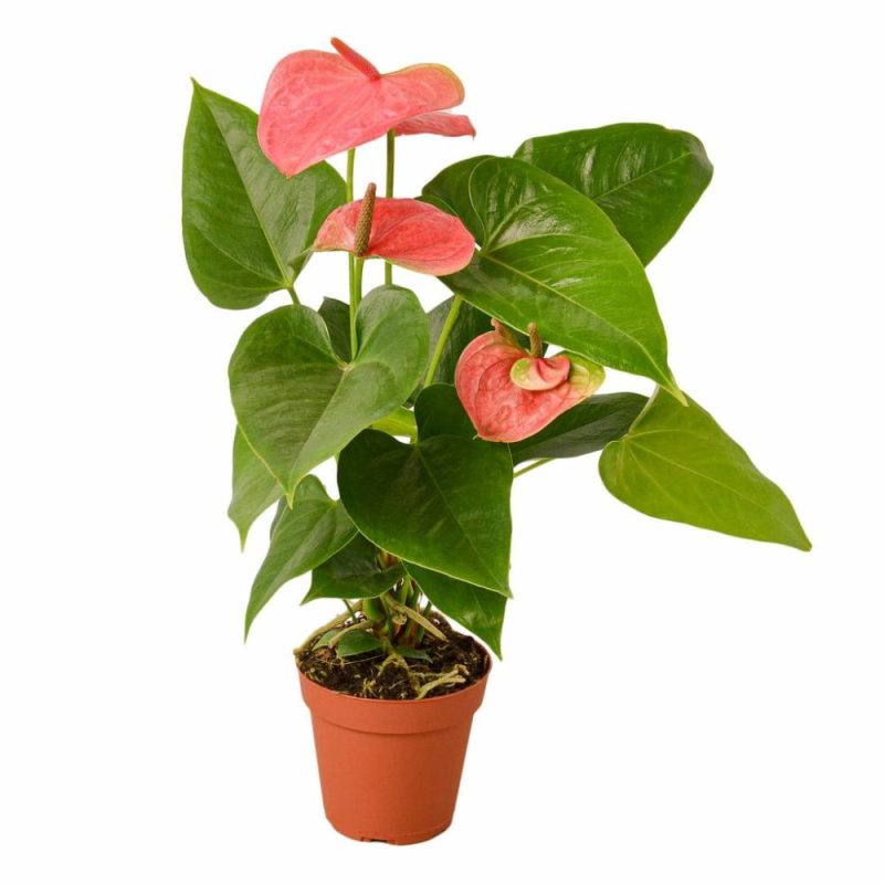 Plants | Anthurium ‘Pink’ Plants Plants