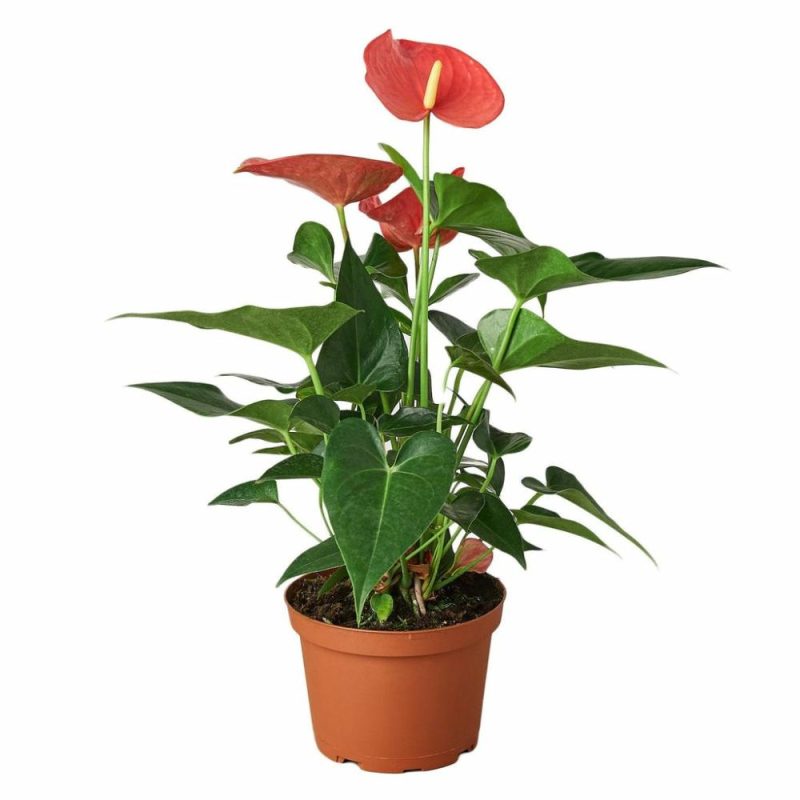 Plants | Anthurium ‘Pink’ Plants Plants