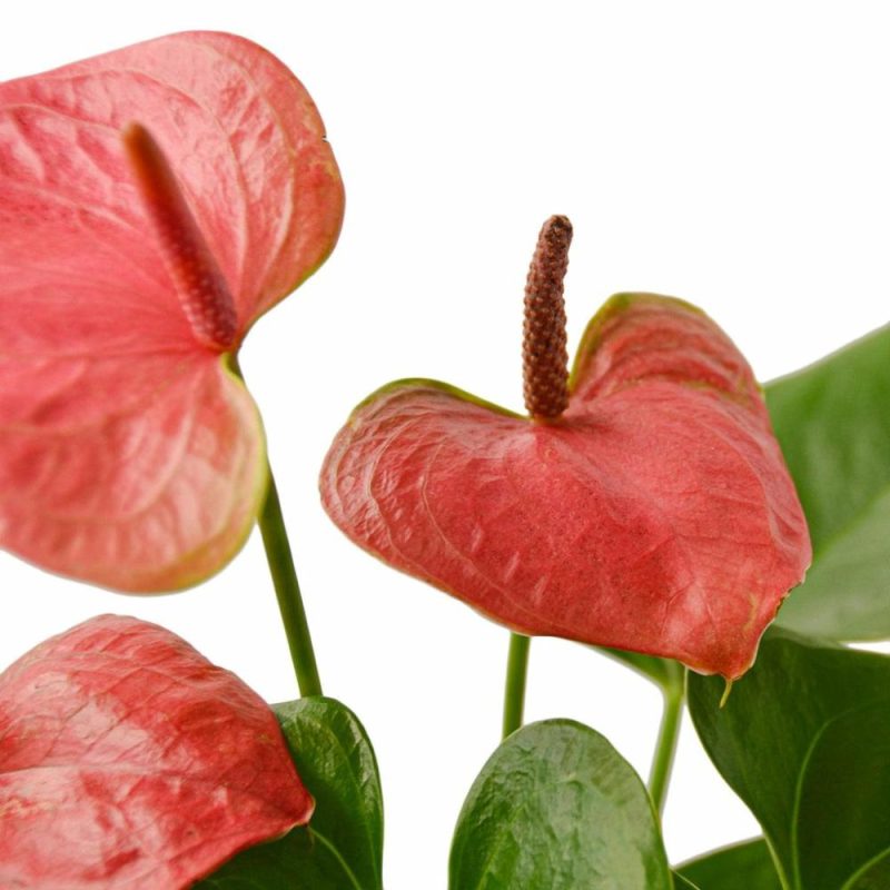 Plants | Anthurium ‘Pink’ Plants Plants