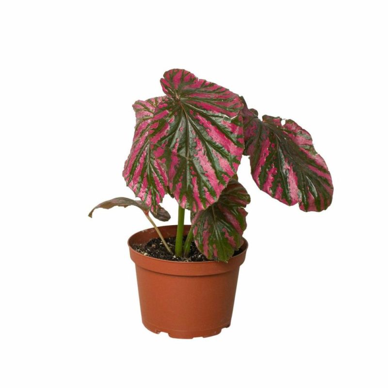 Plants | Begonia ‘Exotica’ Plants Plants