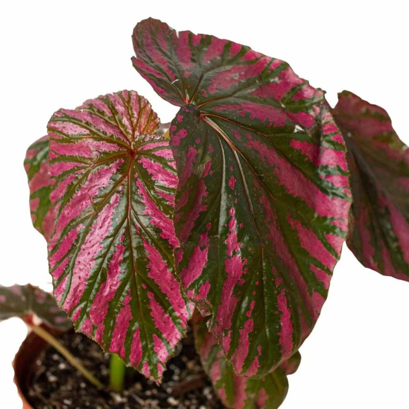 Plants | Begonia ‘Exotica’ Plants Plants