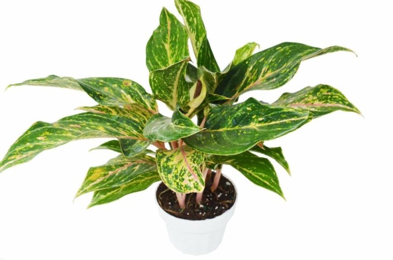 Plants | Chinese Evergreen ‘sparkling Sarah’ – 6″ Pot Plants Plants