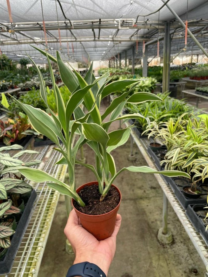 Plants | Dracaena ‘sanderiana’ Plants Plants