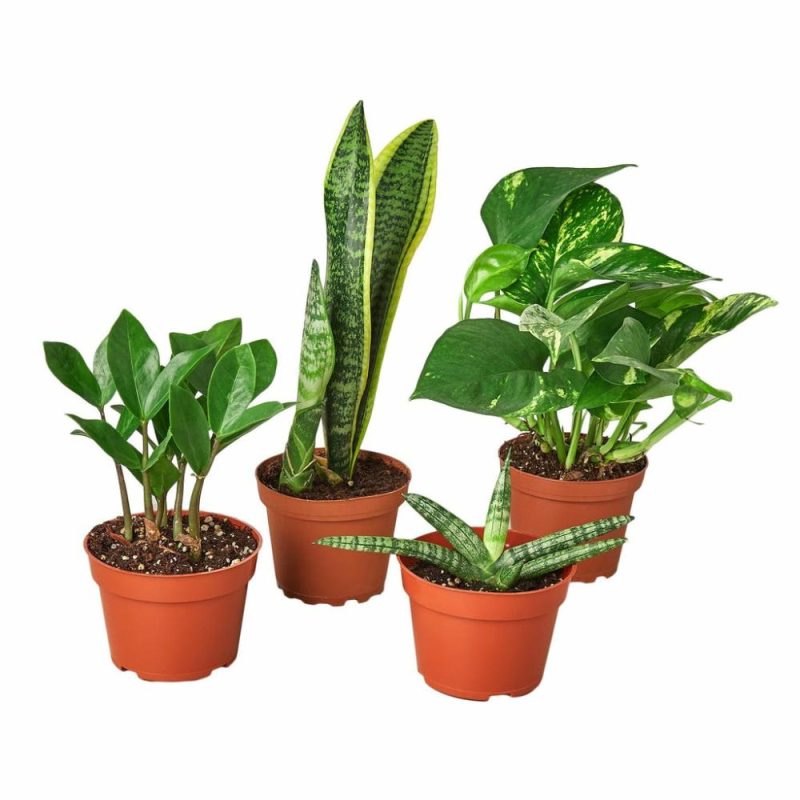 Plants | Easy Care Variety Bundle Plants Plants