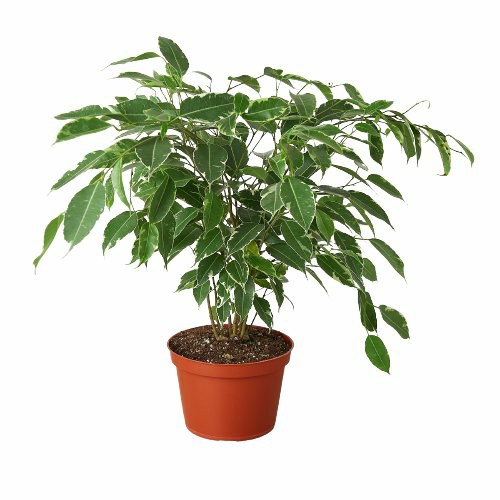 Plants | Ficus ‘Breeze’ – 6″ Pot Plants Plants