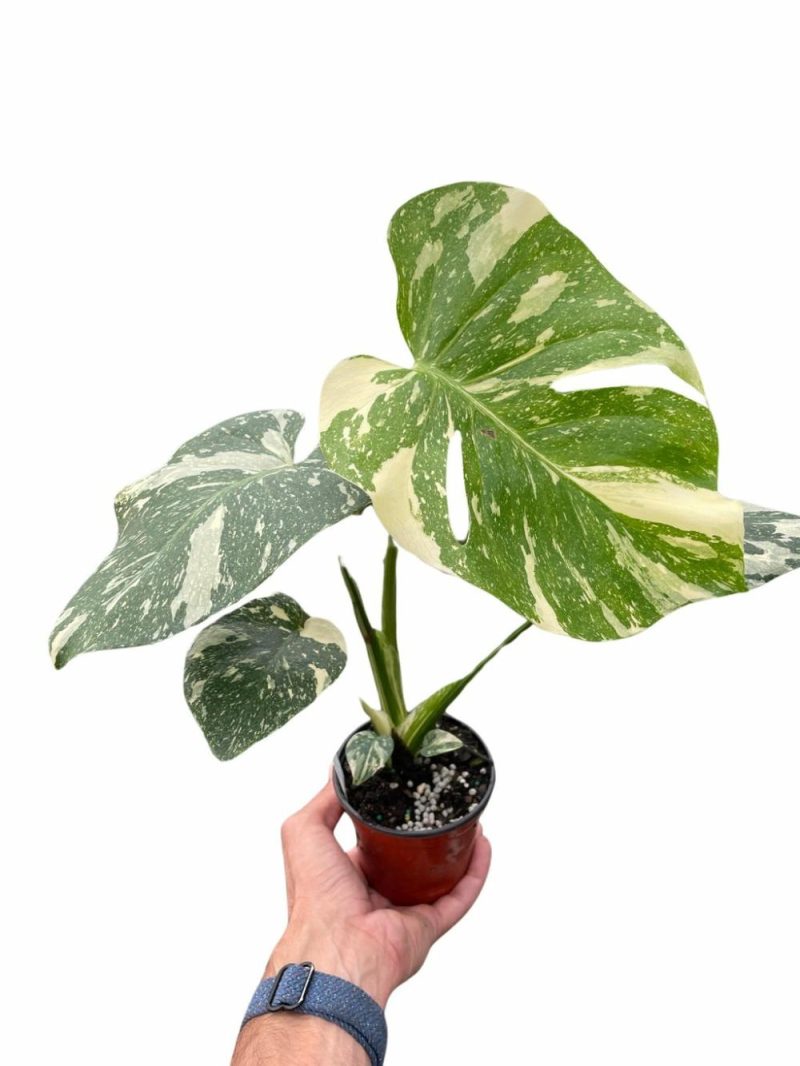 Plants | Monstera ‘Thai Constellation’ Plants Plants