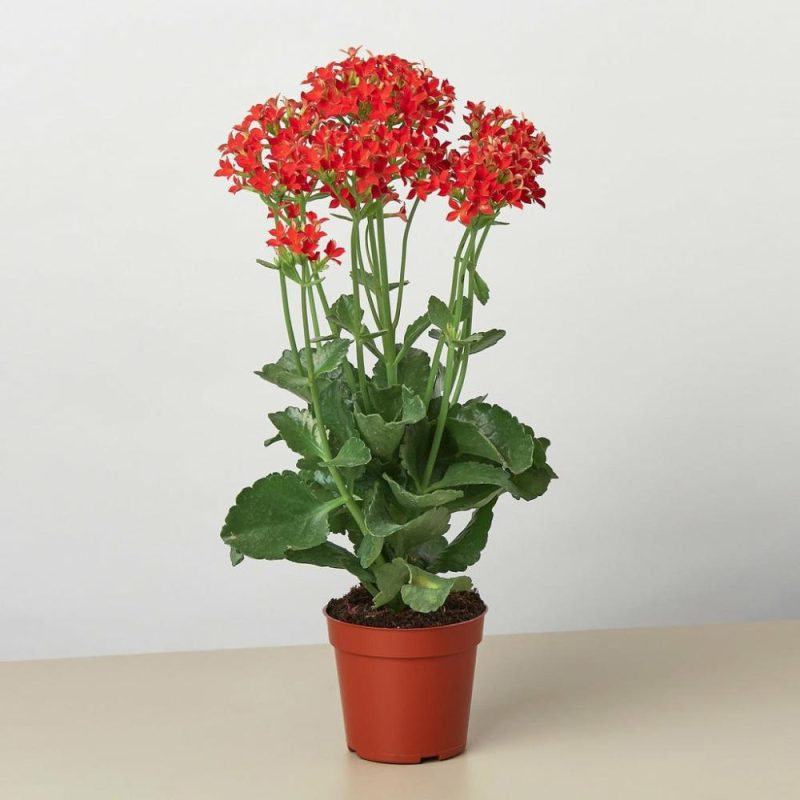 Plants | Red Kalanchoe ‘Blossfeldiana’ – 4″ Pot Plants Plants