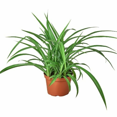 Plants | Spider Plant ‘Green’ Plants Plants