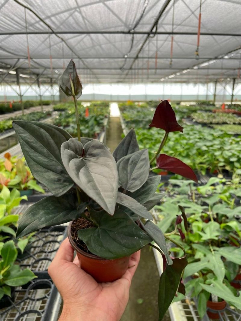 Plants | Syngonium ‘Red Arrow’ Plants Plants