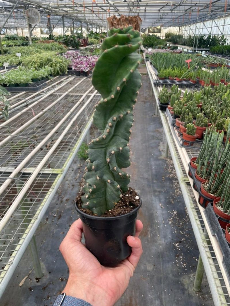 Plants | Cereus Forbesii 'spiralis'